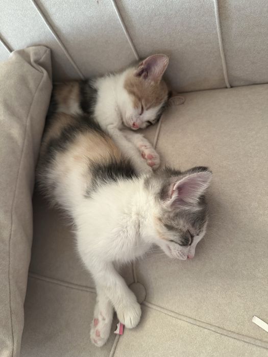 Отдам бесплатно 2х котят