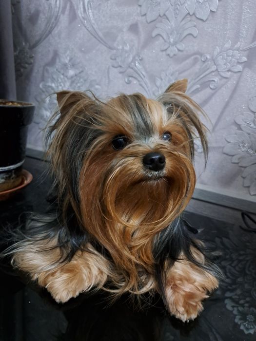 Вязка йоркширский терьер.