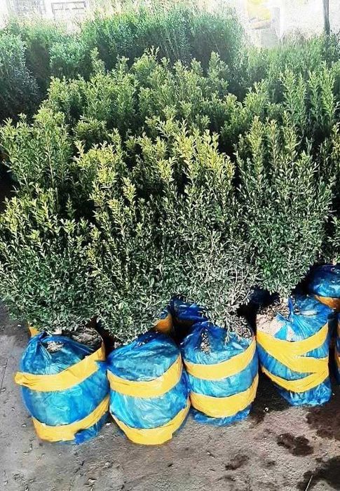 Манзарали дарахт кўчатлари-Декоративные саженцы