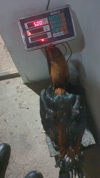 Дакан таук кураз