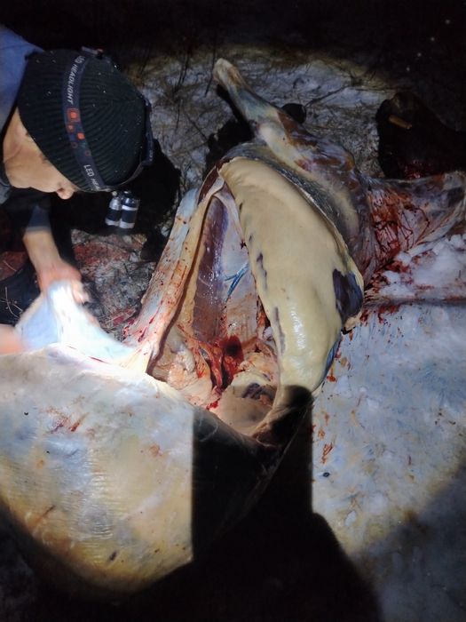 Ерментауское мясо.