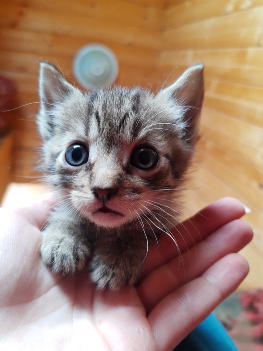 Donație, adopție pisici micuțe