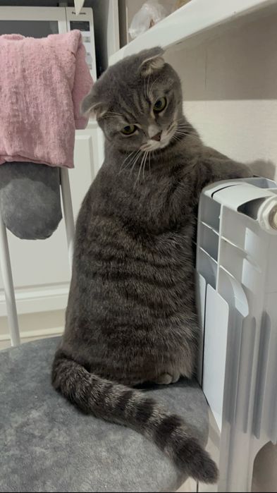 Кошка, шотланская вислоухая