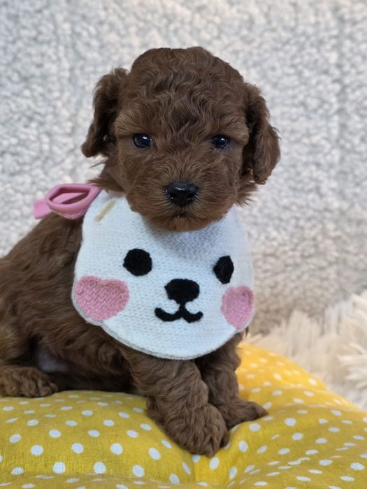 Той пудел/ Тоу poodle - Генетични тестове , здрави родителили