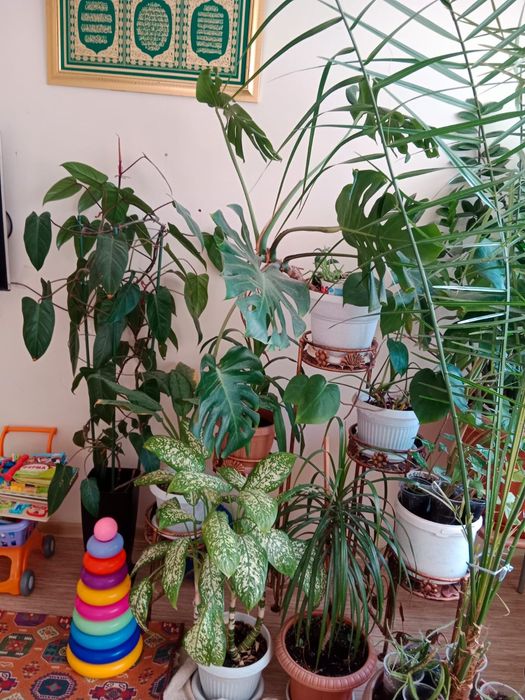 Цветы разные все