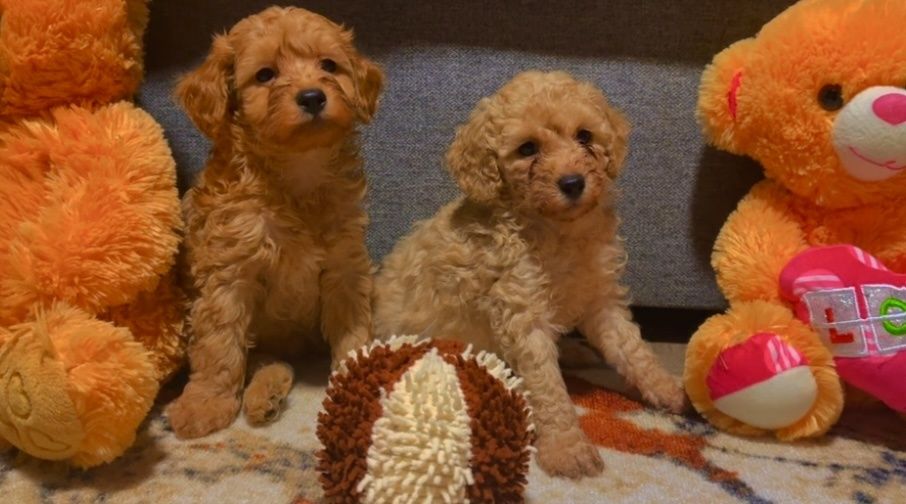 Мини пудел - пудел