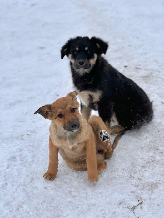 Пристраиваются щенки
