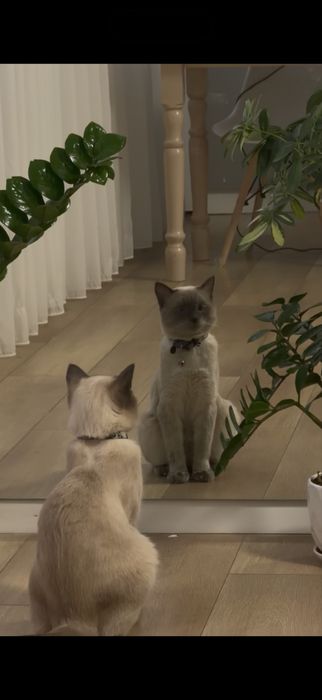 кошка отдам бесплатно