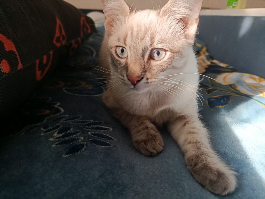отдается котенок
