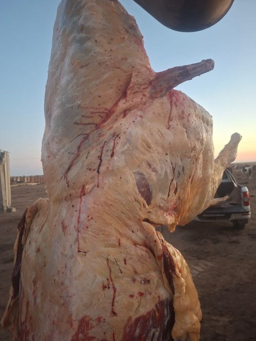 Ту бие 750 мын .