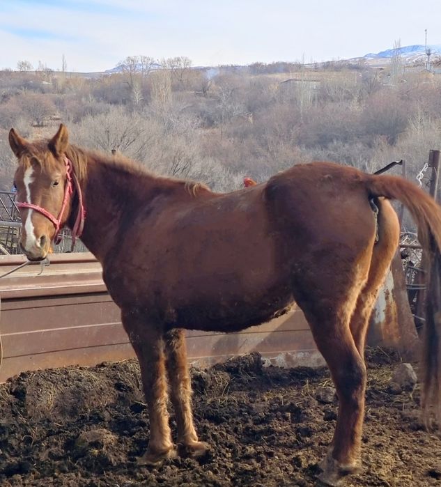 Продается кобыла 3 года