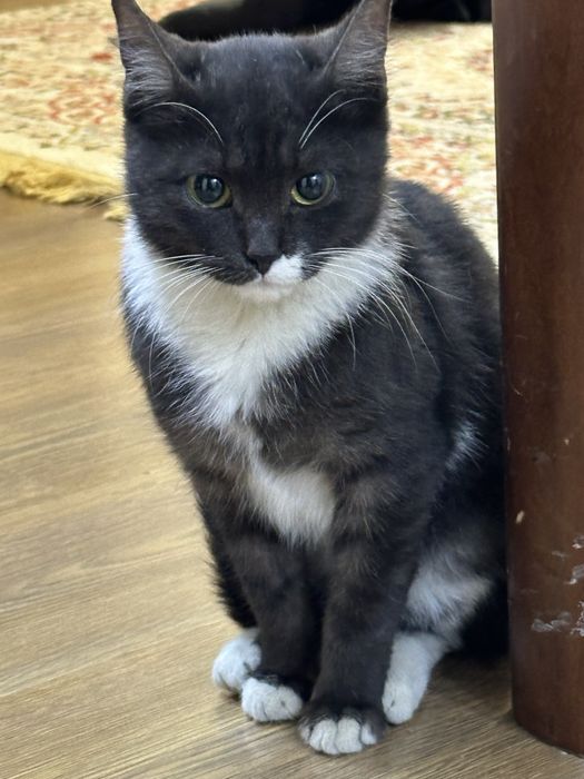 Кошку в добрые руки