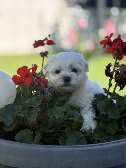 Bichon Maltez Mascul 5 saptamani