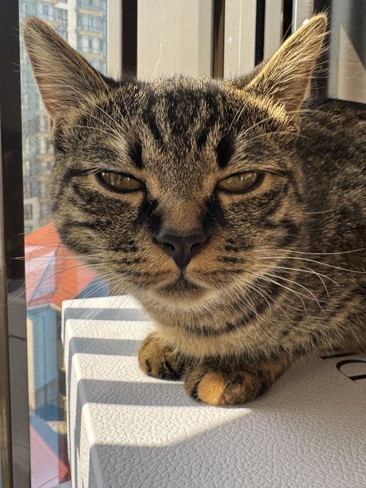 Кошка девочка 8 мес