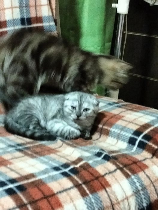 Продается котенок скоттиш фолд мальчик