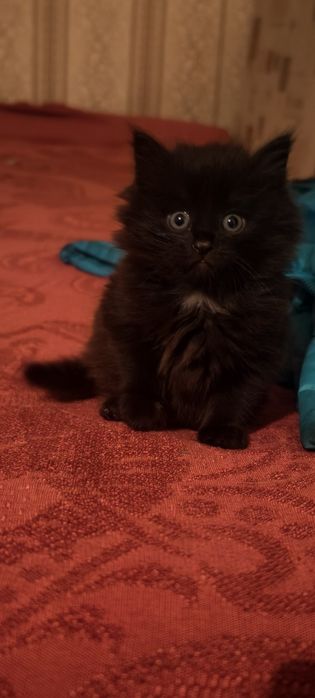 Отдам котика 1.5 месяца