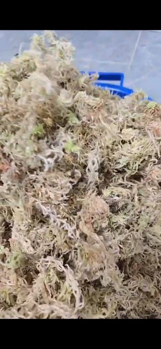 Продам свежий,  чистый мох.