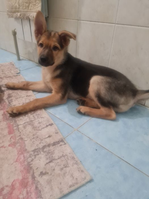 О дам щенка 3х мес девочку дворняжку