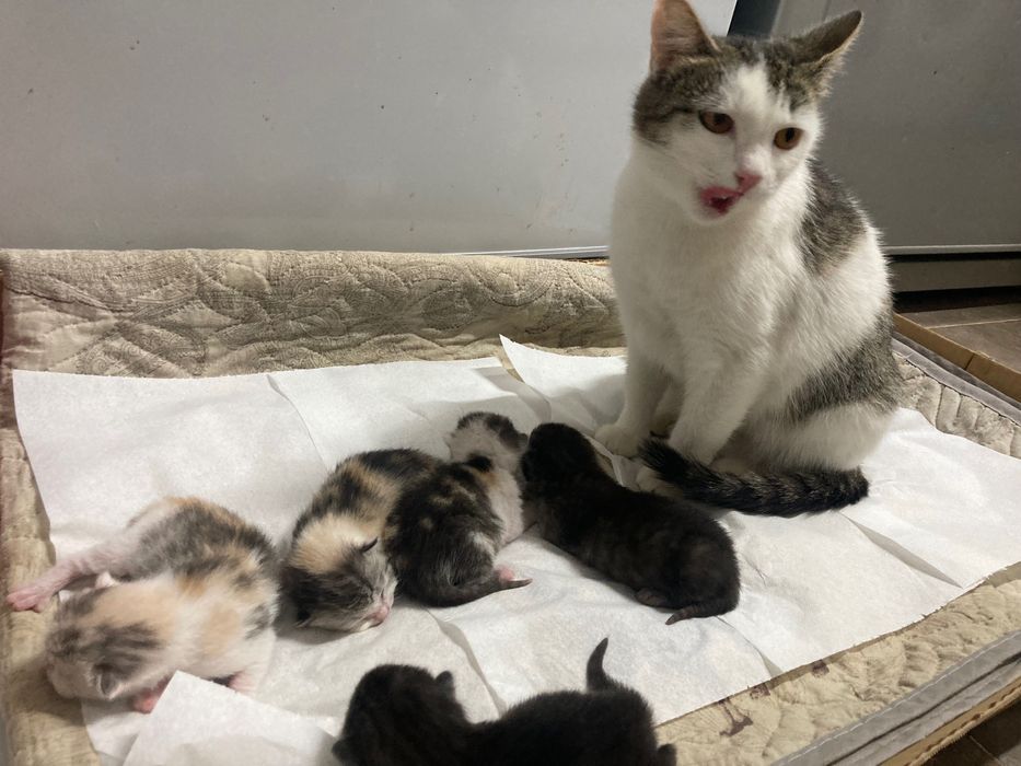 Отдам котят в добрые руки