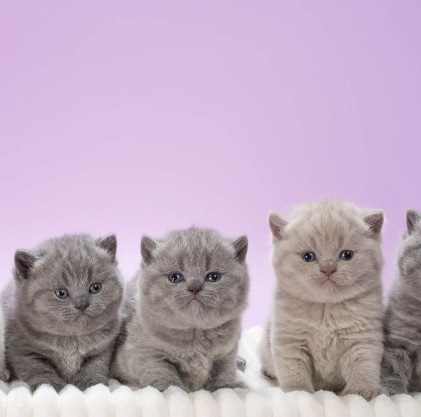 Котята Британчкие Алматы
