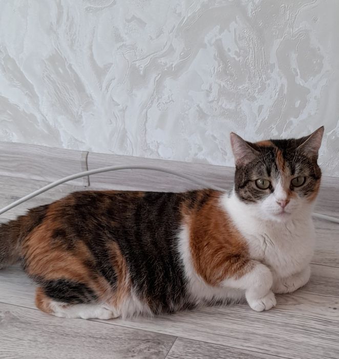 Отдам котят 1мес