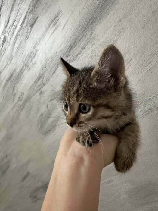 Котёнок маленький