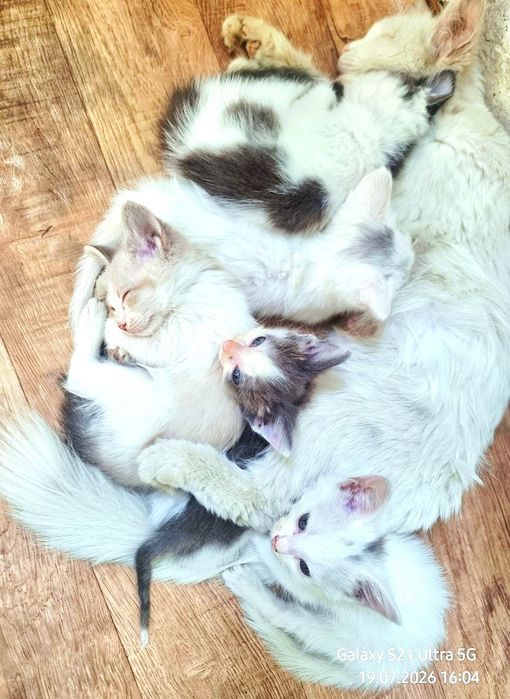 Котята в добрые и заботливые руки