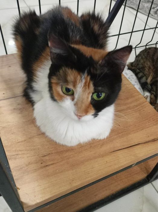 Ищет дом девочка трехцветка!