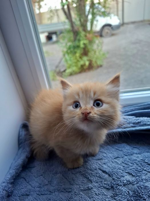 Подарю котят в добрые руки