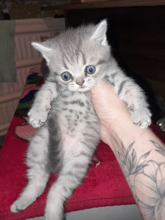 Продам прекрасных котят