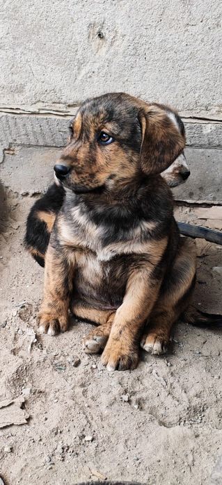 Отдам щенка, помесь Стаффорда и спаниеля