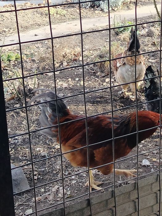 Продам молодых петушков