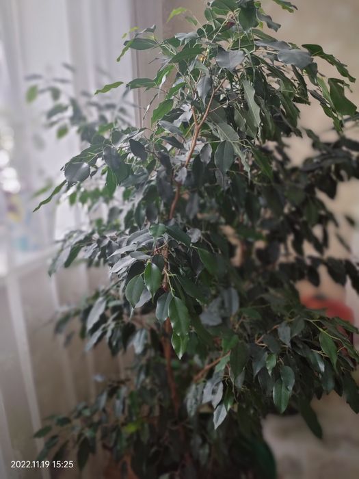 Фикус Бенджамина
