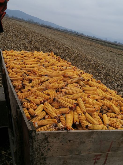 Vand porumb stiulete si boabe