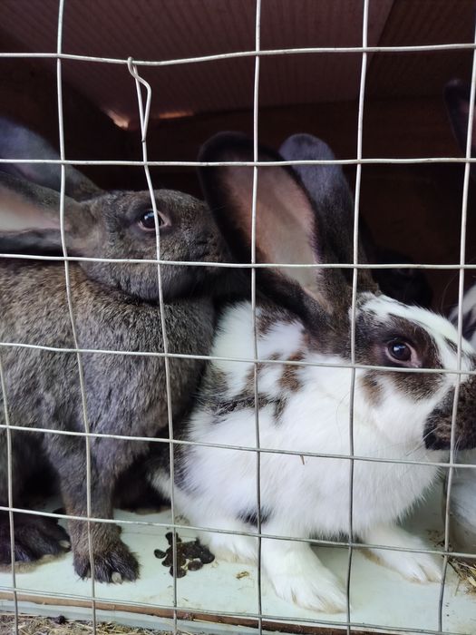 В продаже кролики