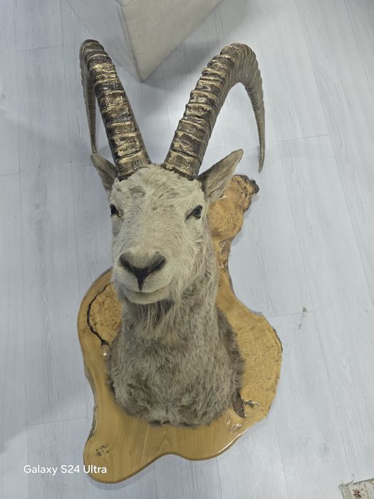 Чучело сибирского козла