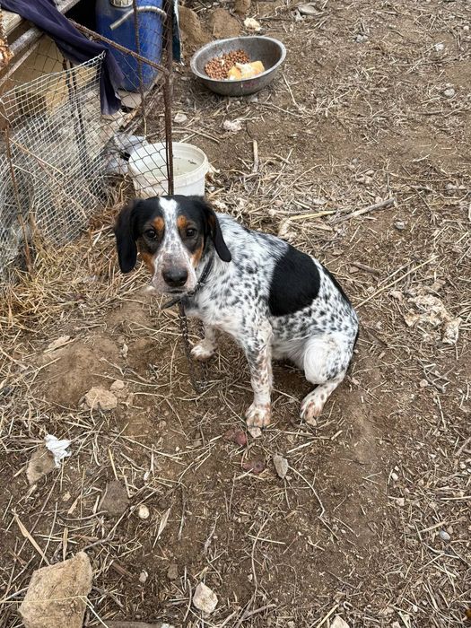 Продам собаку домашний охотничий