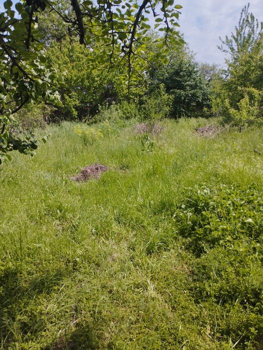 Паркетн навбахор дача