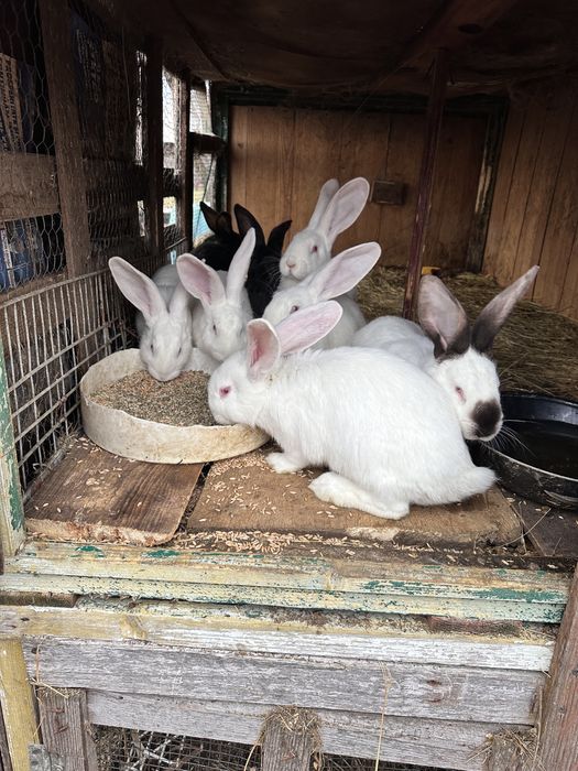 Vand iepuri marele alb si urias de transilvania