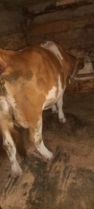 Vând vaca bună de lapte