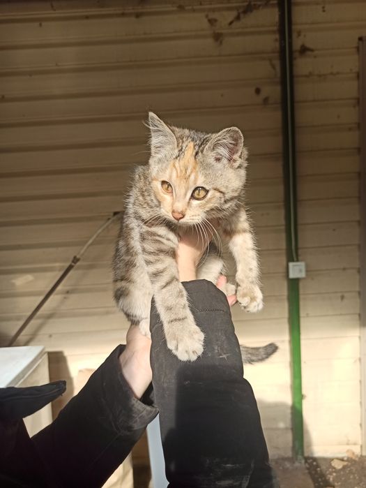 Котенок в добрые руки