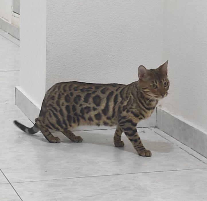 Bengal mushuk sotladi