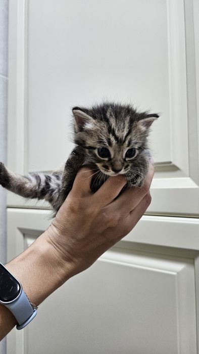 Милые котята, месяц