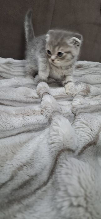 Шотландские вислоушки котята