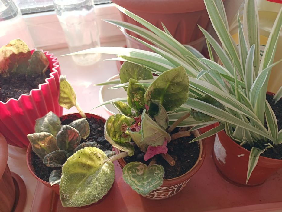 Продам цветы комнатные