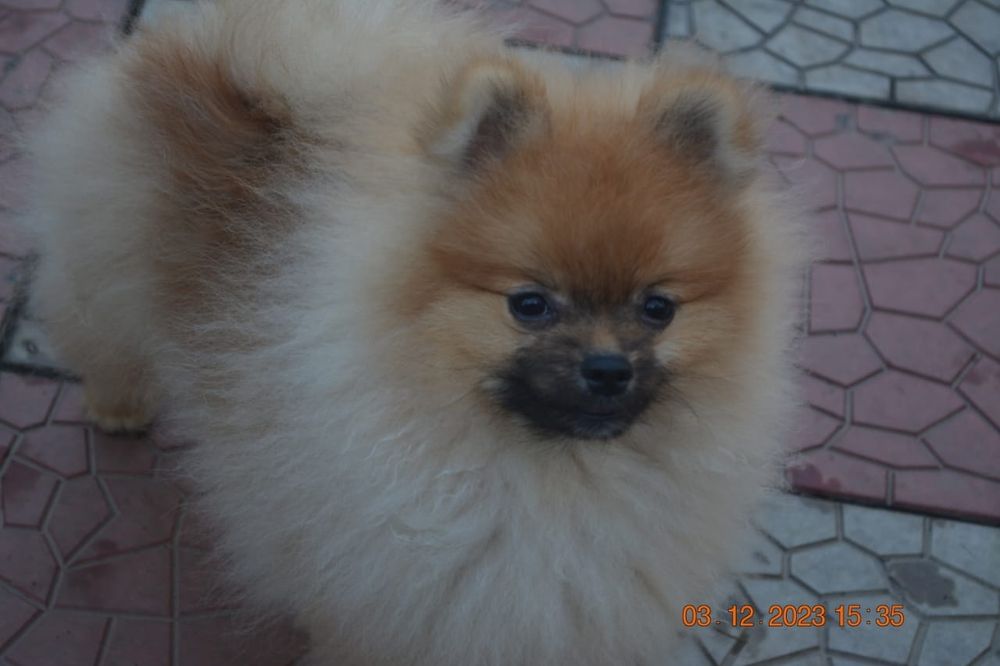 Девочка померанского шпица