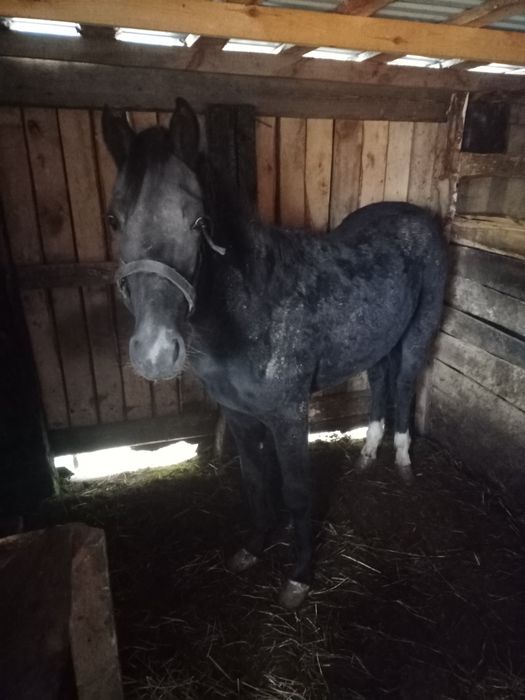 Продам недорого  2года тай