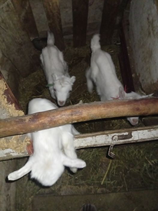 Сауын ешкы сатылады