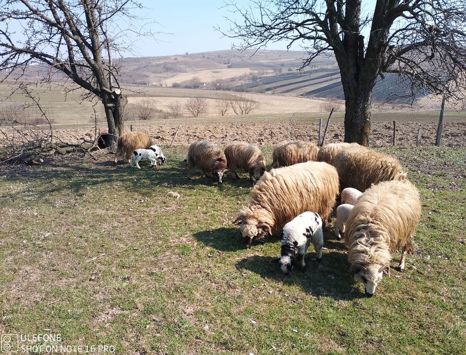 Oi breze și oacheșe cu miei