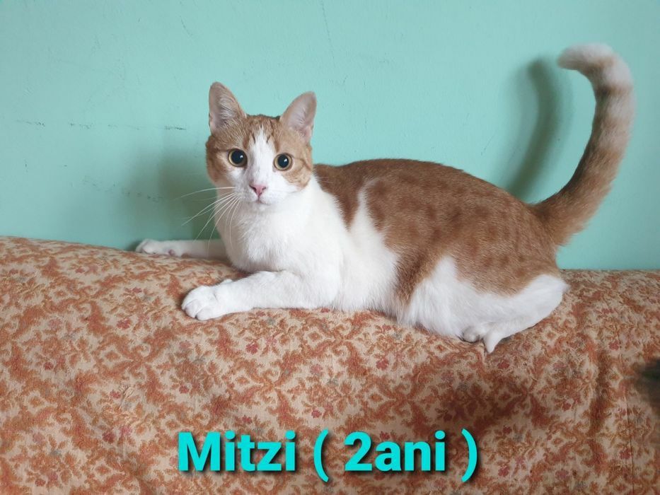 MINUNATII DE PISICUTE frumoase si iubicioase